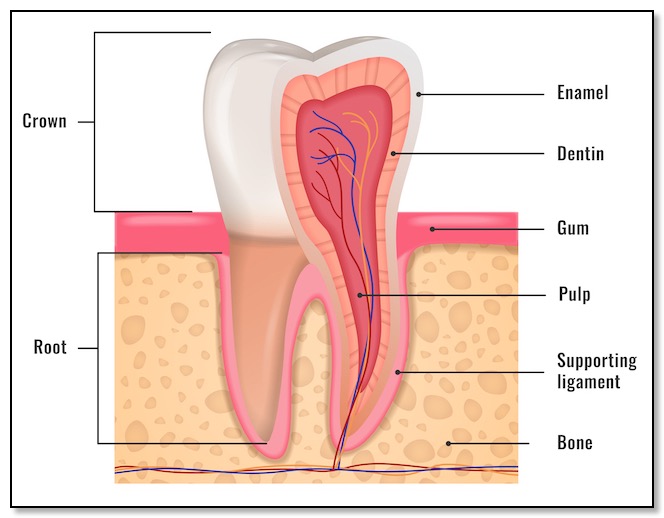 Tooth anatomy to understand cracked tooth syndrome